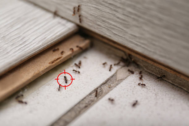 Best Wasp Removal Services  in Ahuimanu, HI