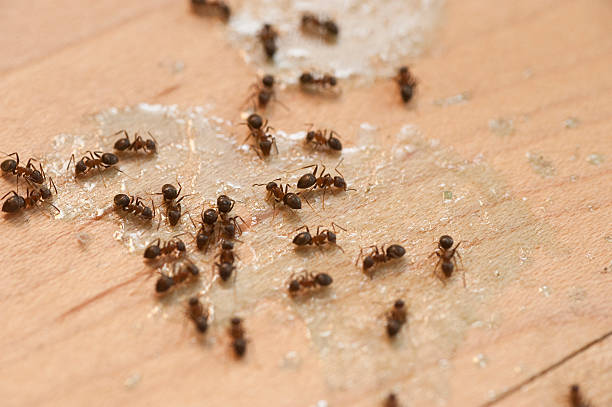 Best Affordable Pest Control Services  in Ahuimanu, HI